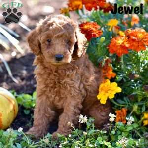 Jewel, Cockapoo Puppy